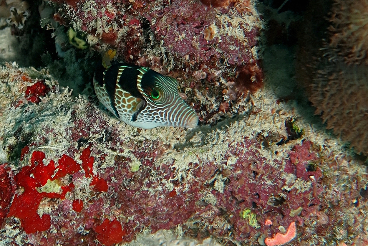 Velidhu - 2013_03_11 - IMG_0547rf_Cantigaster a selles - Canthigaster valentini_Kuda reef_Plongee.jpg